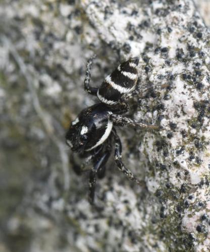 Salticus propinquus